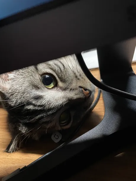 A cat looking up from beneath a wooden chair